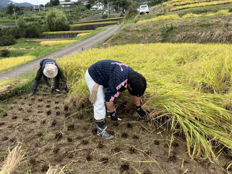 鎌による稲刈り